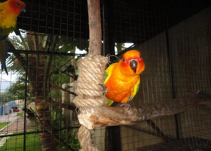 Resort Parrot