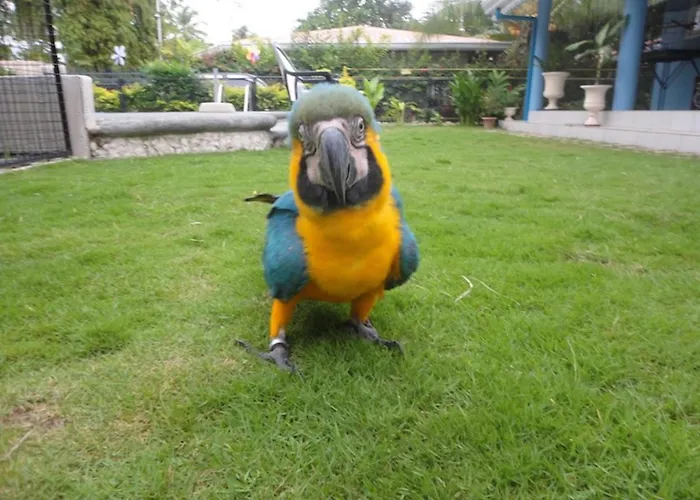 Resort Parrot Moalboal